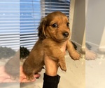 Small #6 Dachshund