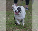 Small #1 American Pit Bull Terrier Mix