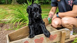Goldendoodle Puppy for sale in SCOTTSBURG, IN, USA
