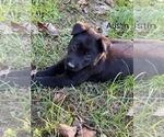 Puppy Austin Belgian Malinois