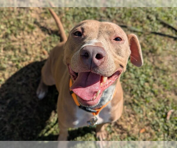 Medium Photo #2 American Pit Bull Terrier Puppy For Sale in Ocala, FL, USA