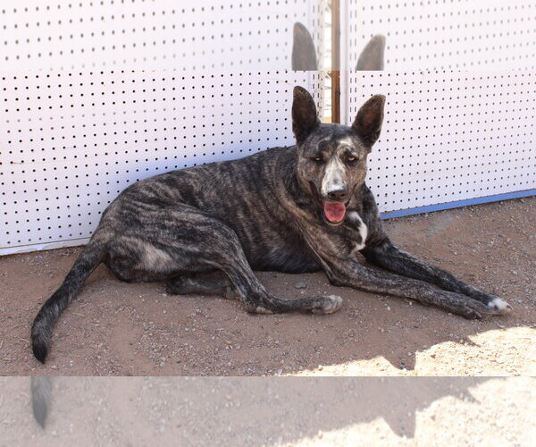 Medium Photo #13 Holland Shepherd Puppy For Sale in Apple Valley, CA, USA