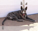 Small Photo #13 Holland Shepherd Puppy For Sale in Apple Valley, CA, USA