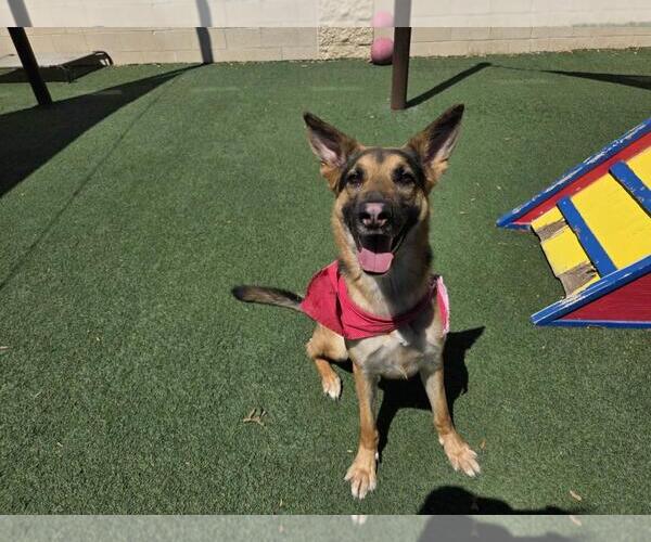 Medium Photo #6 German Shepherd Dog-Unknown Mix Puppy For Sale in Rockwall, TX, USA