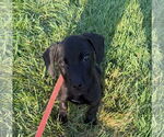 Small #3 Labrador Retriever Mix