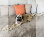 Small #1 Mutt