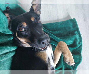 RAFIK - Male Mutt Dog for Adoption - Photo #2