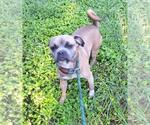 Small #1 Puggle