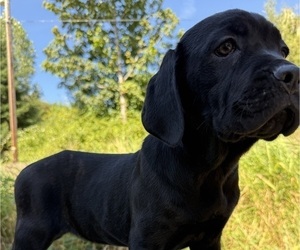 Medium Cane Corso