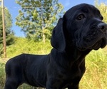 Puppy Puppy 6 Cane Corso