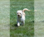Small Photo #12 Mutt Puppy For Sale in Cranston, RI, USA