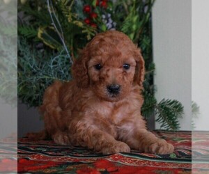Goldendoodle-Poodle (Miniature) Mix Puppy for sale in HONEY BROOK, PA, USA