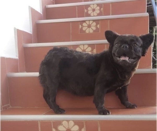 Medium Photo #1 French Bulldog Puppy For Sale in CHARLOTTESVILLE, VA, USA