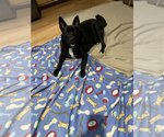 Small #11 Mutt