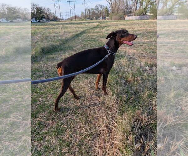 Medium Photo #9 Doberman Pinscher Puppy For Sale in Buffalo, MN, USA