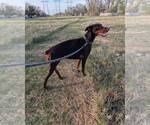 Small #8 Doberman Pinscher