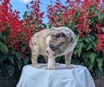 Small #6 Faux Frenchbo Bulldog