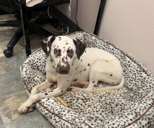 Mother of the Dalmatian puppies born on 04/24/2023