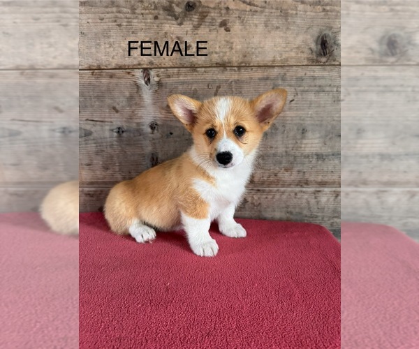 Medium Photo #17 Pembroke Welsh Corgi Puppy For Sale in VERMONTVILLE, MI, USA