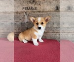 Small #16 Pembroke Welsh Corgi