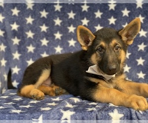 German Shepherd Dog Puppy for sale in LANCASTER, PA, USA