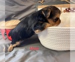Small Photo #17 Yorkshire Terrier Puppy For Sale in HAMPTON, VA, USA