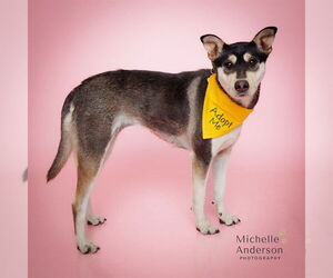 Gerberian Shepsky Dogs for adoption in Corona, CA, USA