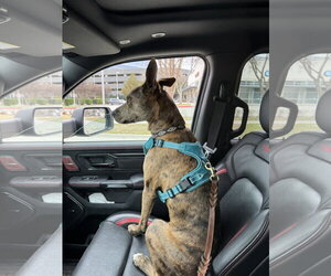 Saint- Diamond Dog - Male Catahoula Leopard Dog-Holland Shepherd Mix Dog for Adoption - Photo #10