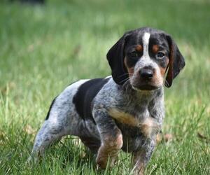 English Coonhound Dog for Adoption in WEST BLOCTON, Alabama USA