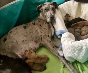 Mother of the Great Dane-Rottweiler Mix puppies born on 07/14/2025