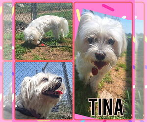 Maltese Dogs for adoption in Pierceton , IN, USA