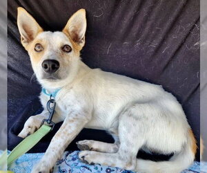 Chihuahua Dogs for adoption in Bakersfield, CA, USA