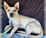 Small Chihuahua