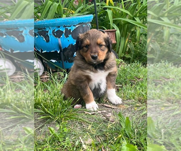 Medium Photo #1 Retriever -Unknown Mix Puppy For Sale in HOPKINSVILLE/PRINCETON, KY, NH, USA
