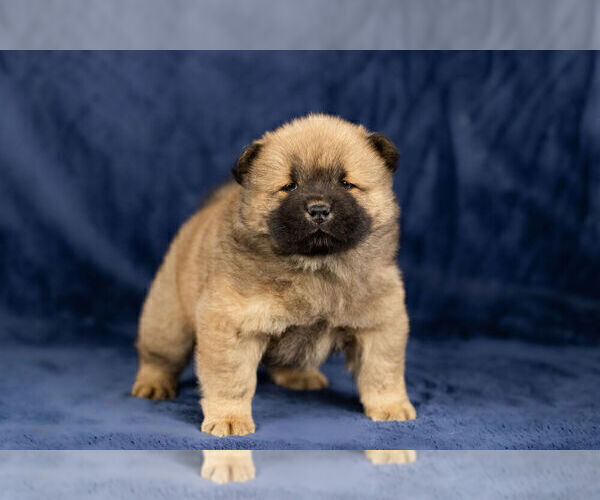 Medium Photo #4 Chow Chow Puppy For Sale in NAPPANEE, IN, USA