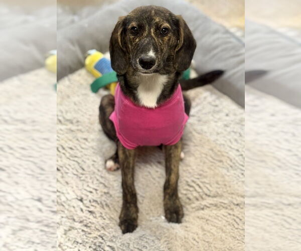 Medium Photo #2 Mutt Puppy For Sale in Boston, MA, USA