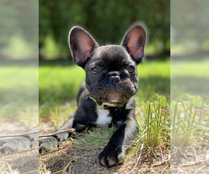French Bulldog Puppy for sale in SUMAS, WA, USA