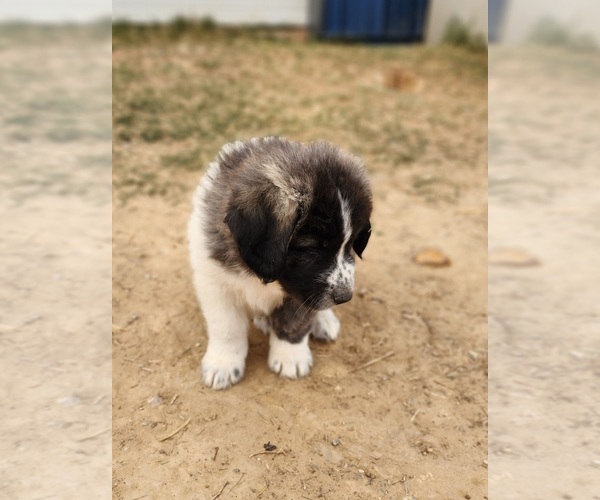 Medium Photo #15 Anatolian Shepherd Puppy For Sale in CUMBY, TX, USA