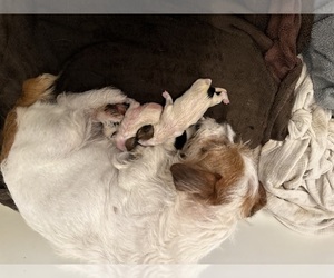 Mother of the Jack Russell Terrier puppies born on 09/03/2025