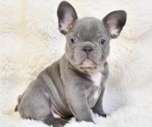 French Bulldog Puppy for sale in NEW YORK, NY, USA
