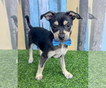 Small Chihuahua Mix