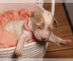 Small #3 Goldendoodle