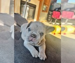 Image preview for Ad Listing. Nickname: Chubs