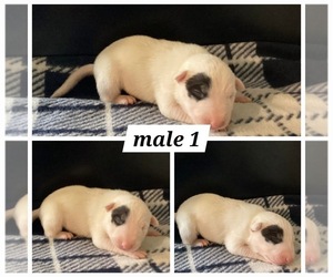 Bull Terrier Puppy for sale in CYNTHIANA, KY, USA