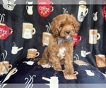 Small #7 Cavapoo