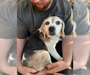 Beagle Dogs for adoption in Bellingham, WA, USA