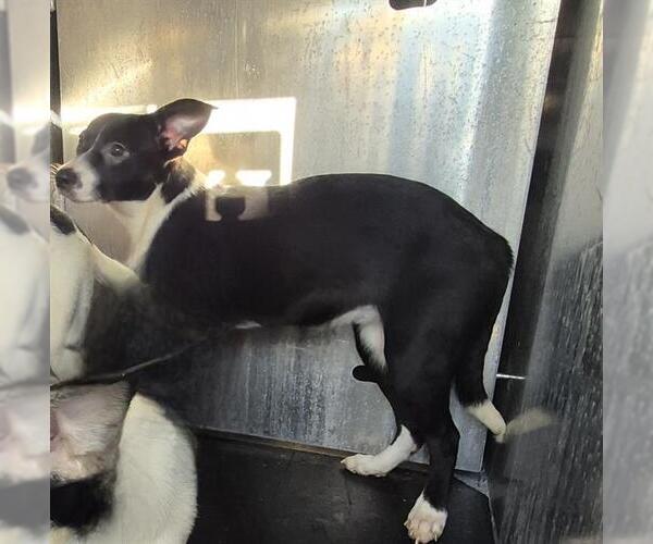 Medium Photo #1 Italian Greyhound-Unknown Mix Puppy For Sale in San Antonio, TX, USA