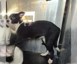 Italian Greyhound-Unknown Mix Dogs for adoption in San Antonio, TX, USA