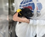 Small #1 Great Dane