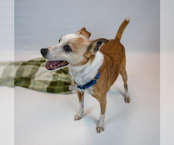 Medium Photo #3 Jack Russell Terrier-Unknown Mix Puppy For Sale in Kennesaw, GA, USA